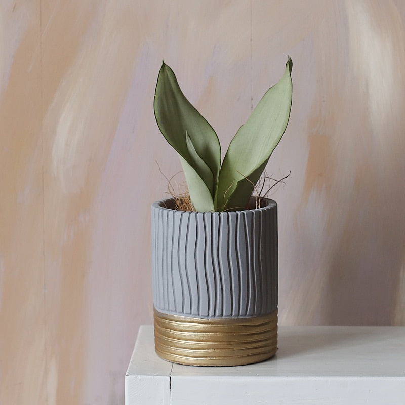 Modern Sturdy White Black Grey Cement Planter with Gold Base Collection